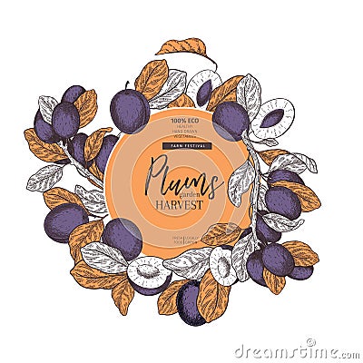 Hand drawn banner of plums. Summer harvest. Vector vintage engraved style. Autumn garden fruits and berries. Fall Vector Illustration