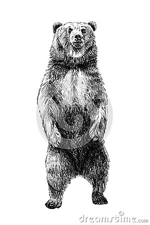 Hand drawn bear, sketch graphics monochrome illustration Cartoon Illustration