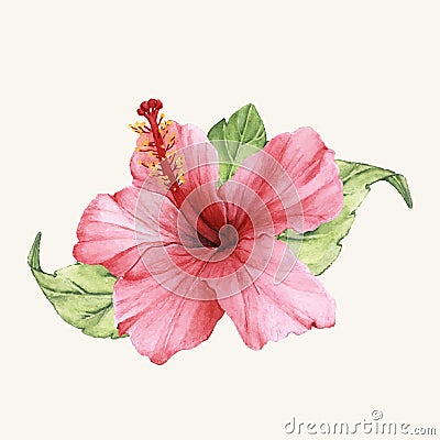 Hand drawn beautiful blooming hibiscus flower isolated on pale background Stock Photo