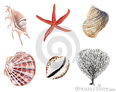 hand drawn watercolor set of shells and clams isolated Stock Photo