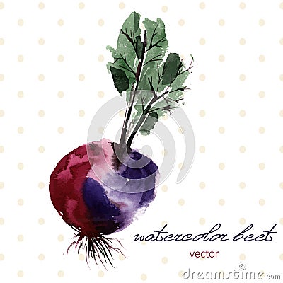 Hand drawn beet watercolor paint colorful Vector Illustration