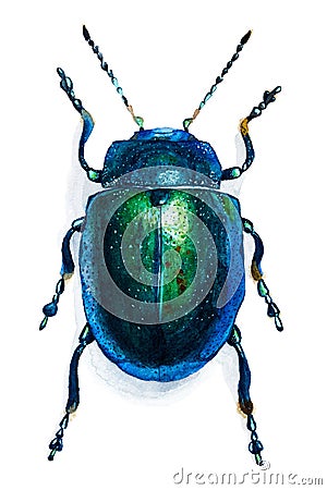 Hand drawn beetle isolated on white Cartoon Illustration