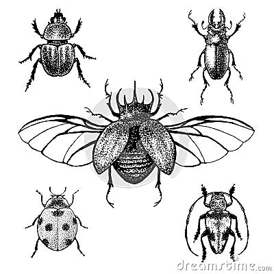 Hand drawn beetle set Stock Photo