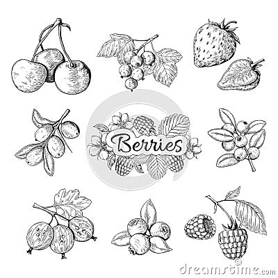 Hand drawn berries. Cherry blueberry strawberry blackberry vintage drawing, berry sketch drawing. Vector graphic Vector Illustration