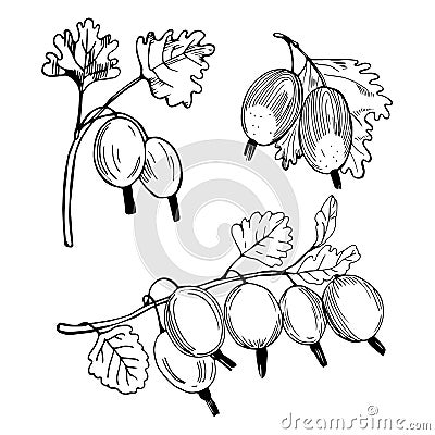 Hand drawn berry.Gooseberry. Vector sketch illustration Vector Illustration