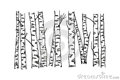 Hand drawn birch tree trunks Vector Illustration