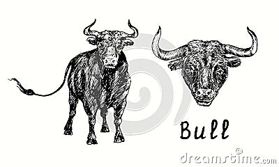 Hand drawn black bull collection, standing and head portrait, front view. Ink black and white drawing Vector Illustration