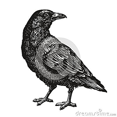 Hand-drawn black crow. Raven, bird sketch, vector illustration Vector Illustration