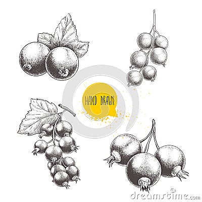 Hand drawn black currant sketch set. Black currants bunch with leaves. Forest berries illustrations. Vector Illustration