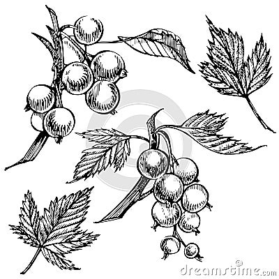 Hand drawn black currant sketch set. Forest berries illustrations. Isolated on white background. Cartoon Illustration