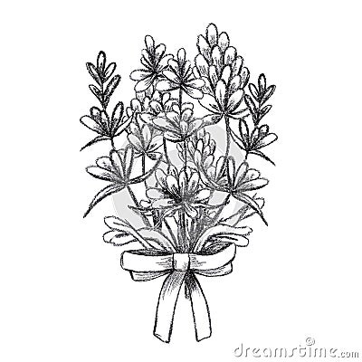 Hand drawn black pencil lavender flowers bouquet isolated on white background. Can be used for post card, label, ornament Stock Photo