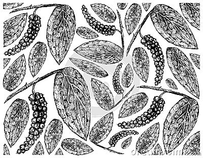 Hand Drawn of Black Pepper or Peppercorn Background Vector Illustration