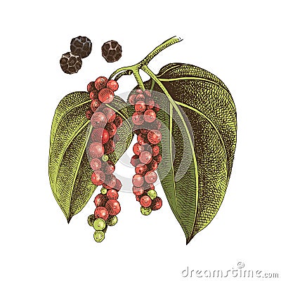 Hand drawn black pepper plant Vector Illustration