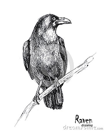 Hand drawn black raven sitting on a branch Stock Photo
