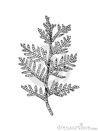 Hand drawn black and white cedar branch Vector Illustration