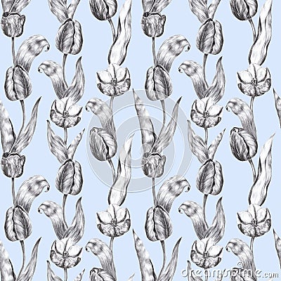 Hand drawn black and white charcoal pencil illustration tulip flowers in vintage style on a dust blue background Cartoon Illustration