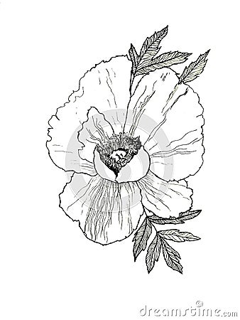 Hand drawn illustration of peony Cartoon Illustration