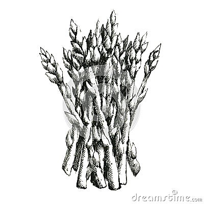 Hand-drawn black and white image of asparagus. JPEG only Stock Photo