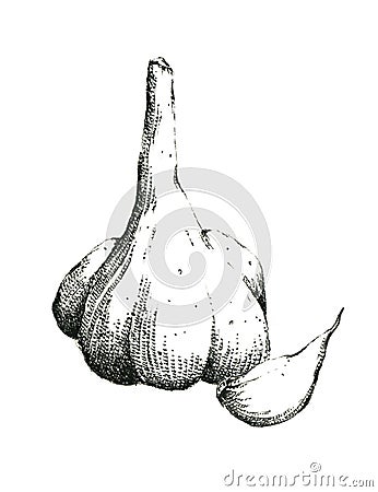 Hand-drawn black and white image of garlic. Jpeg only Stock Photo