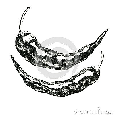 Hand-drawn black and white image of hot pepper. JPEG only Stock Photo