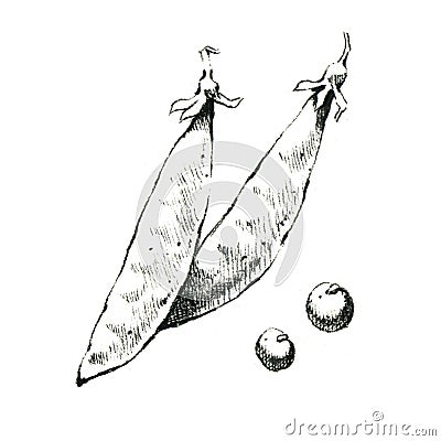 Hand-drawn black and white image of pea pods. JPEG only Stock Photo