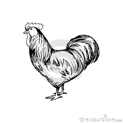 Hand drawn black and white rooster Vector Illustration