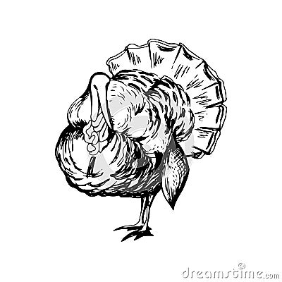 Hand drawn black and white turkey Vector Illustration