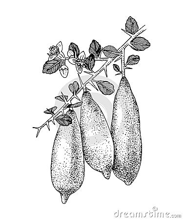 Hand drawn blooming branch of finger limes with ripe fruits Vector Illustration