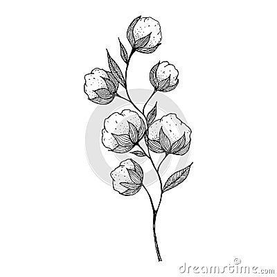 hand-drawn blooming cotton flowers. Sketch Drawn in black pen. Isolated on a white background. Trace to . Black and white. Cartoon Illustration