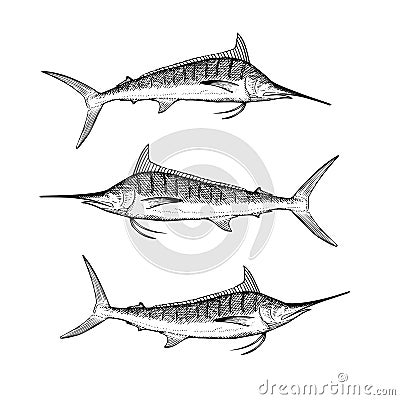 Hand Drawn Blue Marlin Vector Illustration