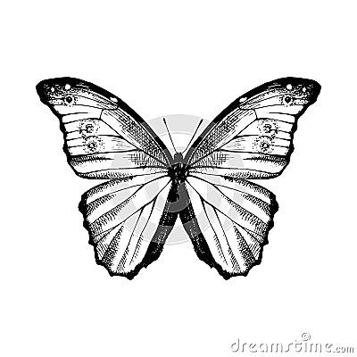 Hand drawn Blue Morpho butterfly Vector Illustration