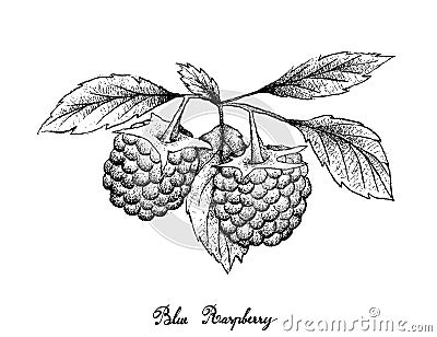 Hand Drawn of Blue Raspberries on White Background Vector Illustration