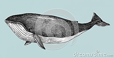 Hand drawn blue whale retro style Stock Photo