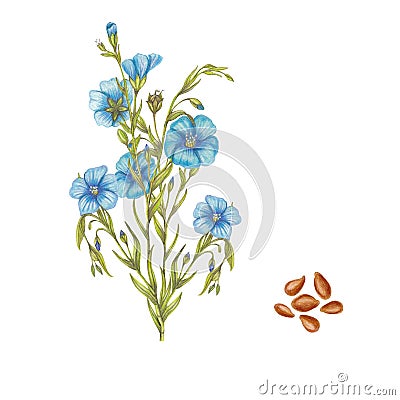 hand drawn botanical illustration of flax plant Cartoon Illustration