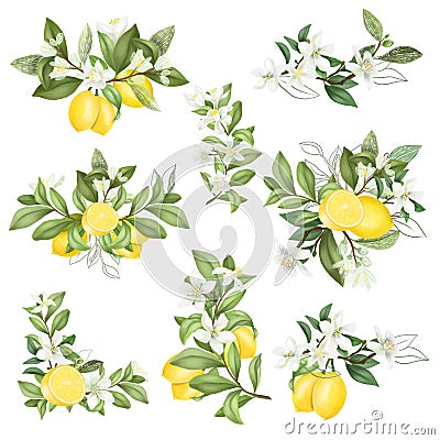Hand drawn bouquets and compositions of blooming lemon tree branches Stock Photo