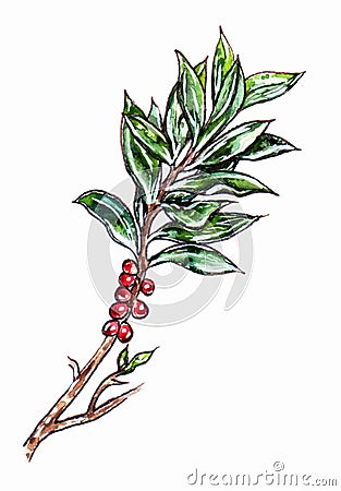 Hand drawn branch with green leaves and red berries Cartoon Illustration