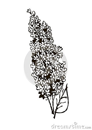 Hand drawn branch of lilac - isolated spring vector illustration. Elements for your design. White background. Vector Illustration