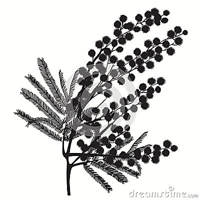 Hand-drawn branch of mimosa. Black silhouette on white background Cartoon Illustration