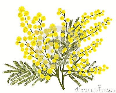 Hand-drawn branch of mimosa isolated on white background Cartoon Illustration