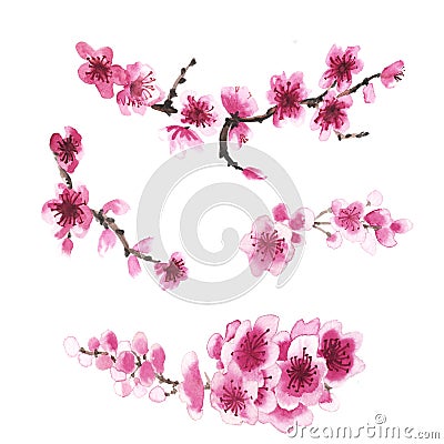 Hand-drawn branch of sakura Stock Photo