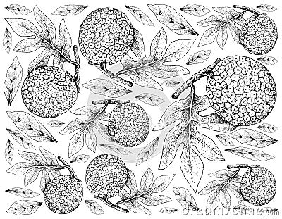 Hand Drawn of Breadfruit on White Background Stock Photo