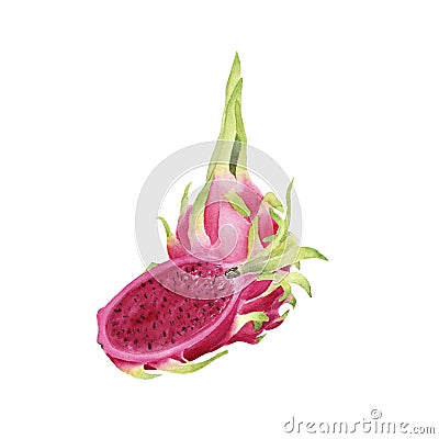 Hand drawn brigt colorful watercolor dragonfruit Stock Photo