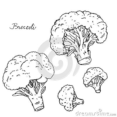 Hand drawn broccoli Vector Illustration