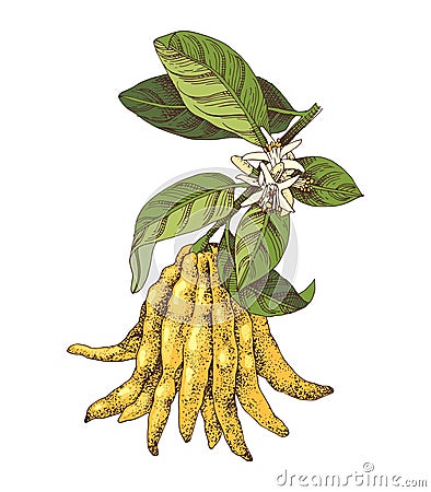 Hand drawn Buddha s fingers citron branch Vector Illustration