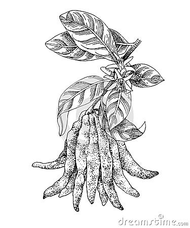 Hand drawn Buddha s fingers citron branch Vector Illustration