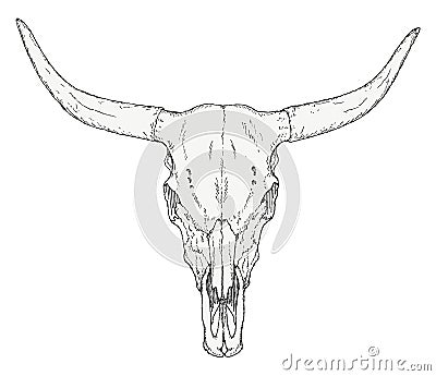 Hand-drawn bull skull Stock Photo
