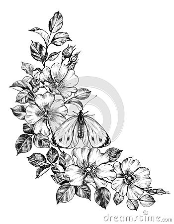 Hand Drawn Butterfly and Dog Rose Flowers Stock Photo