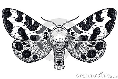 Hand drawn butterfly tattoo. Spotty butterfly. Arctia Caja Americana. Dotwork tattoo. Stock Photo