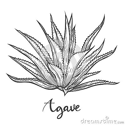 Hand drawn blue agave Vector Illustration