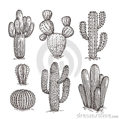 Hand drawn cactus. Western desert cacti mexican plants in sketch style. Cactuses doodle vector set Vector Illustration